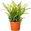 Dieffenbachia (Dieffenbachia Seguine 'Crown') D 35 H 150 Cm