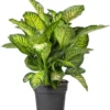 Dieffenbachia (Dieffenbachia 'Maroba' ) D 30 H 80 Cm 2 Dieffenbachia (Dieffenbachia 'Maroba' ) D 30 H 80 Cm -Tuinplanten Winkel 8717263252481