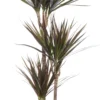 Drakenbloedboom (Dracaena Marginata 'Magenta') D 21 H 115 Cm 1 Drakenbloedboom (Dracaena Marginata 'Magenta') D 21 H 115 Cm -Tuinplanten Winkel 8717263252542 scaled