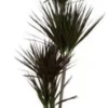 Drakenbloedboom (Dracaena Marginata 'Magenta') D 27 H 140 Cm 1 Drakenbloedboom (Dracaena Marginata 'Magenta') D 27 H 140 Cm -Tuinplanten Winkel 8717263252559