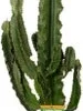 Cowboycactus (Euphorbia Erytrea) D 21 H 100 Cm -Tuinplanten Winkel 8717263252788