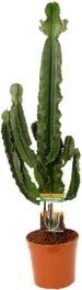 Cowboycactus (Euphorbia Erytrea) D 21 H 100 Cm