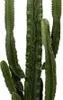 Cowboycactus (Euphorbia Erytrea) D 35 H 160 Cm 2 Cowboycactus (Euphorbia Erytrea) D 35 H 160 Cm -Tuinplanten Winkel 8717263252795