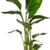 Paradijsvogelplant (Strelitzia Nicolai) D 17 H 60 Cm -Tuinplanten Winkel 8717263252900 scaled