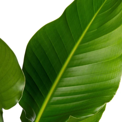 Paradijsvogelplant (Strelitzia Nicolai) D 17 H 60 Cm -Tuinplanten Winkel 8717263252900 2