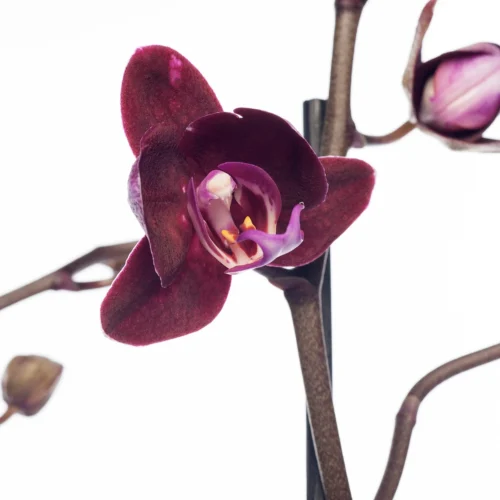 Vlinderorchidee 3 Tak (Phalaenopsis) Paars D 12 H 55 Cm -Tuinplanten Winkel 8717263253365 2