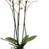 Vlinderorchidee 3 Tak (Phalaenopsis) Wit D 12 H 55 Cm -Tuinplanten Winkel 8717263253372