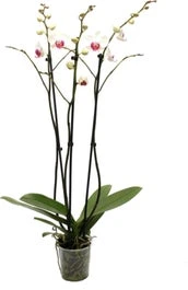 Vlinderorchidee 3 Tak (Phalaenopsis) Wit D 12 H 55 Cm 3 Vlinderorchidee 3 Tak (Phalaenopsis) Wit D 12 H 55 Cm