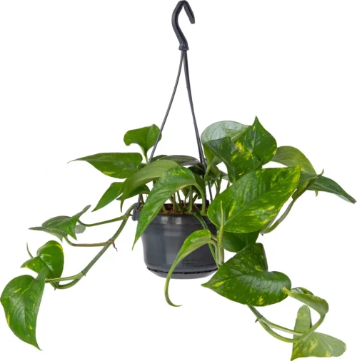 Drakenklimop In Hangpot (Epipremnum Pinnatum 'Aureum') D 14 H 50 Cm