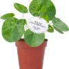 Bonte Pannenkoekenplant (Pilea Peperomioides 'Mojito') D 13 H 20 Cm -Tuinplanten Winkel 8717263254652 1