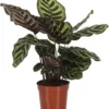 Calathea (Calathea Makoyana) D 14 H 40 Cm 1 Calathea (Calathea Makoyana) D 14 H 40 Cm -Tuinplanten Winkel 8717263254768