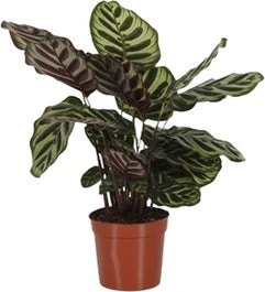 Calathea (Calathea Makoyana) D 14 H 40 Cm