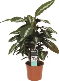 Calathea (Calathea 'Maui Queen') D 17 H 50 Cm