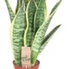 Vrouwentong (Sansevieria Trifasciata 'Futura Superba') D 12 H 40 Cm 1 Vrouwentong (Sansevieria Trifasciata 'Futura Superba') D 12 H 40 Cm -Tuinplanten Winkel 8717263255697