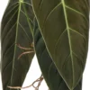 Philodendron (Philondendron Melanochrysum) D 12 H 40 Cm -Tuinplanten Winkel 8717263287087 scaled