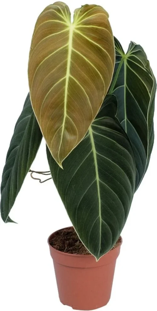 Philodendron (Philondendron Melanochrysum) D 12 H 40 Cm -Tuinplanten Winkel 8717263287087 1