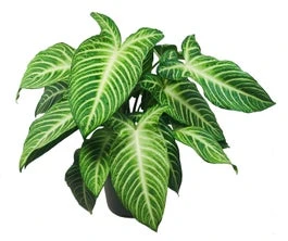 Xanthosoma (Xanthosoma Lindenii) D 24 H 60 Cm 3 Xanthosoma (Xanthosoma Lindenii) D 24 H 60 Cm