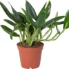 Philodendron (Philodendron 'Cobra') D 15 H 50 Cm -Tuinplanten Winkel 8717263287322 1
