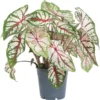 Caladium (Caladium 'Carousel') D 12 H 25 Cm 1 Caladium (Caladium 'Carousel') D 12 H 25 Cm -Tuinplanten Winkel 8717263288930 1
