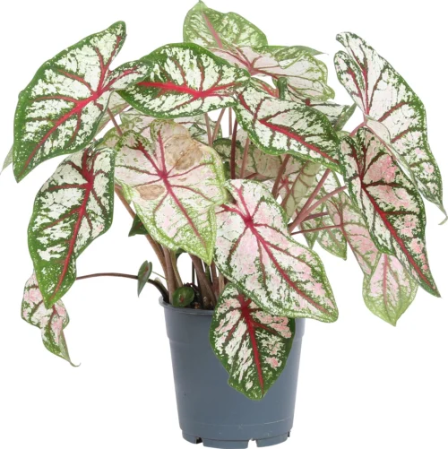 Caladium (Caladium 'Carousel') D 12 H 25 Cm