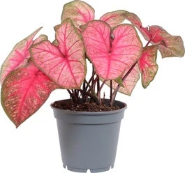 Caladium (Caladium 'Party Punch') D 17 H 40 Cm 3 Caladium (Caladium 'Party Punch') D 17 H 40 Cm