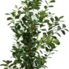 Vijgenboom (Ficus Microcapra 'Moclame') D 27 H 140 Cm
