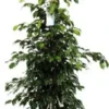 Treurvijg (Ficus Benjamina 'Danielle') D 27 H 135 Cm 2 Treurvijg (Ficus Benjamina 'Danielle') D 27 H 135 Cm -Tuinplanten Winkel 8717263289821 1