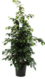 Treurvijg (Ficus Benjamina 'Danielle') D 27 H 135 Cm