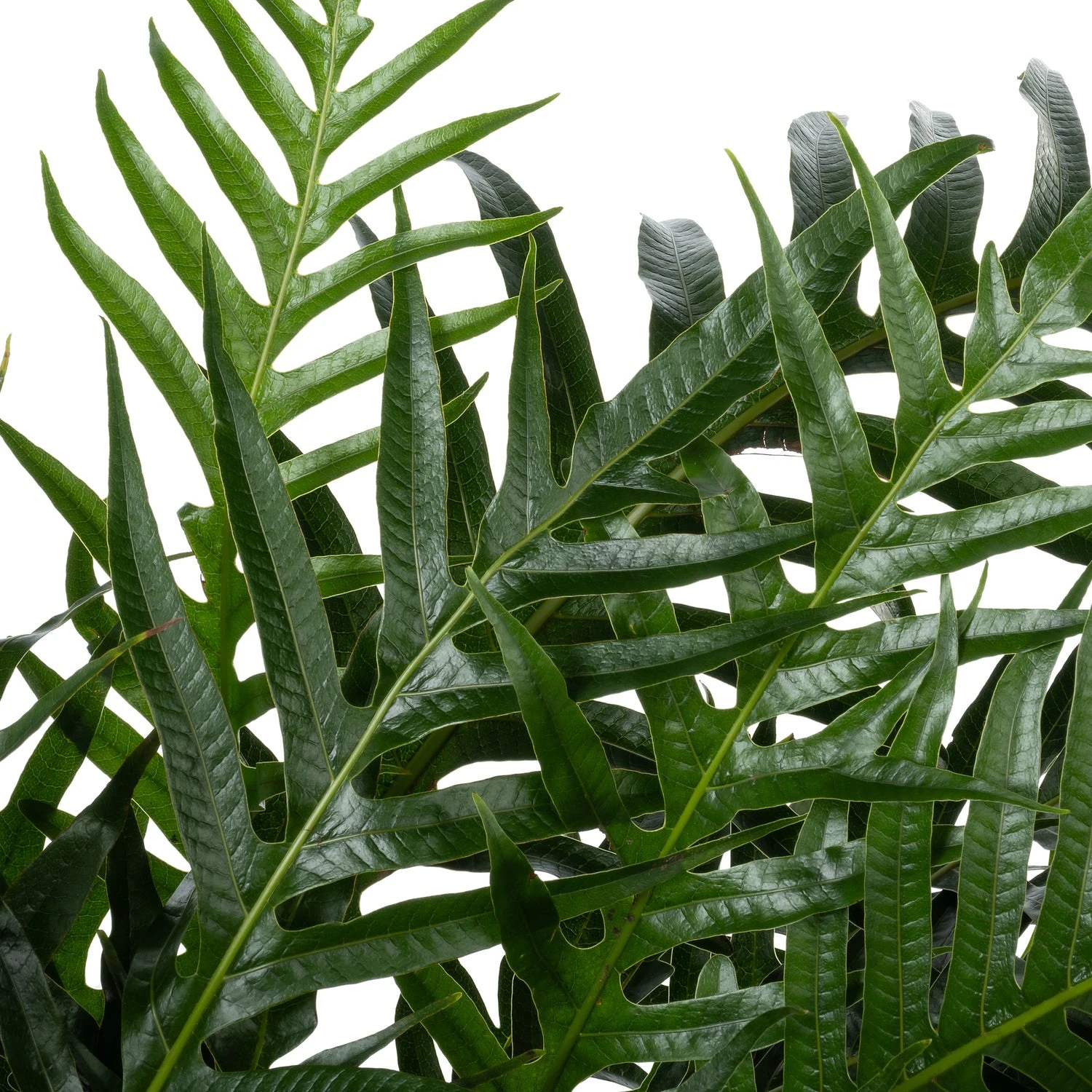 Slangenblad (Aglaomorpha Coronans 'Jim') D 37 H 80 Cm 4 Slangenblad (Aglaomorpha Coronans 'Jim') D 37 H 80 Cm - Afbeelding 2