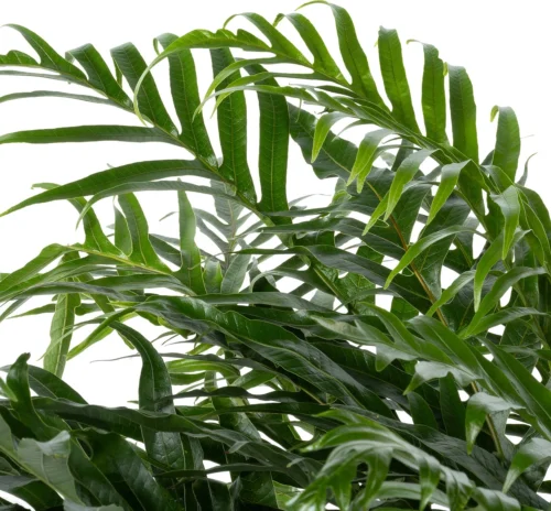 Slangenblad (Aglaomorpha Coronans 'Jim') D 37 H 80 Cm 7 Slangenblad (Aglaomorpha Coronans 'Jim') D 37 H 80 Cm -Tuinplanten Winkel 8717263291114 2