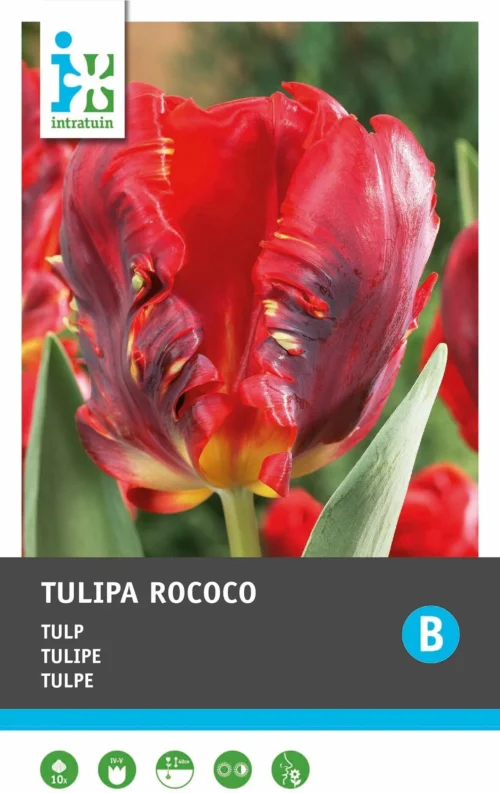 Intratuin Bloembollen Tulp (Tulipa 'Rococo') 10 Stuks