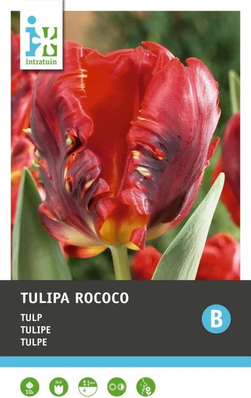 Intratuin Bloembollen Tulp (Tulipa 'Rococo') 10 Stuks -Tuinplanten Winkel 8717263341277 2 2