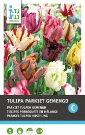 Intratuin Bloembollen Parkiettulp (Tulipa 'Parrot') Gemengd 10 Stuks