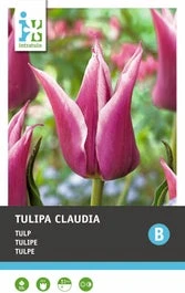 Intratuin Bloembollen Tulp (Tulipa 'Claudia') 10 Stuks