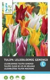 Intratuin Bloembollen Tulp (Tulipa 'Lilyflowering') Leliebloemig Gemengd 10 Stuks