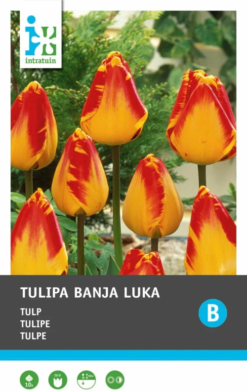 Intratuin Bloembollen Tulp (Tulipa 'Banja Luka') 10 Stuks -Tuinplanten Winkel 8717263341475 1 1