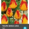 Intratuin Bloembollen Tulp (Tulipa 'Banja Luka') 10 Stuks -Tuinplanten Winkel 8717263341475 2