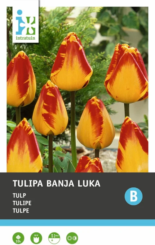 Intratuin Bloembollen Tulp (Tulipa 'Banja Luka') 10 Stuks -Tuinplanten Winkel 8717263341475 2 2