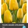 Intratuin Bloembollen Tulp (Tulipa 'Golden Apeldoorn') 10 Stuks -Tuinplanten Winkel 8717263341482 1 1