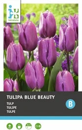 Intratuin Bloembollen Tulp (Tulipa 'Blue Beauty') 10 Stuks