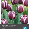 Intratuin Bloembollen Tulp (Tulipa 'Jackpot') 10 Stuks -Tuinplanten Winkel 8717263341529 2 1