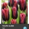 Intratuin Bloembollen Tulp (Tulipa 'Slawa') 10 Stuks 2 Intratuin Bloembollen Tulp (Tulipa 'Slawa') 10 Stuks -Tuinplanten Winkel 8717263341536 1 1