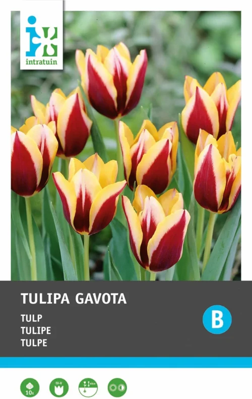 Intratuin Bloembollen Tulp (Tulipa 'Gavota') 10 Stuks -Tuinplanten Winkel 8717263341550 1 1