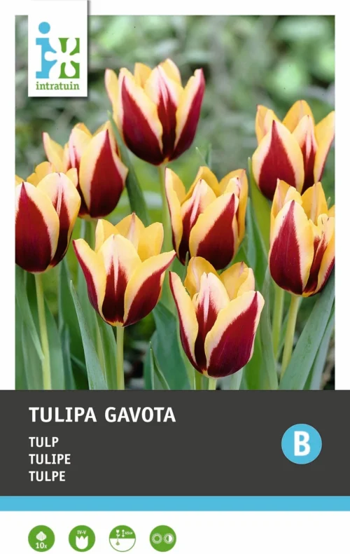 Intratuin Bloembollen Tulp (Tulipa 'Gavota') 10 Stuks -Tuinplanten Winkel 8717263341550 2 2