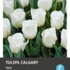 Intratuin Bloembollen Tulp (Tulipa 'Calgary') 10 Stuks -Tuinplanten Winkel 8717263341574 1 1