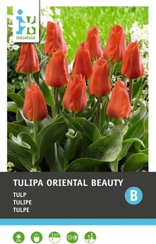 Intratuin Bloembollen Tulp (Tulipa 'Oriental Beauty') 10 Stuks
