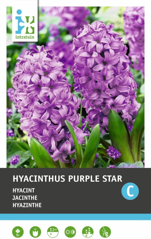Intratuin Bloembollen Hyacint (Hyacinthus Orientalis 'Purple Star') 5 Stuks -Tuinplanten Winkel 8717263341659 1 1