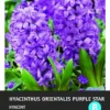 Intratuin Bloembollen Hyacint (Hyacinthus Orientalis 'Purple Star') 5 Stuks 2 Intratuin Bloembollen Hyacint (Hyacinthus Orientalis 'Purple Star') 5 Stuks -Tuinplanten Winkel 8717263341659 2 1