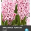 Intratuin Bloembollen Hyacint (Hyacinthus 'Fondant') 5 Stuks -Tuinplanten Winkel 8717263341680 1 1