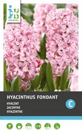 Intratuin Bloembollen Hyacint (Hyacinthus 'Fondant') 5 Stuks 3 Intratuin Bloembollen Hyacint (Hyacinthus 'Fondant') 5 Stuks